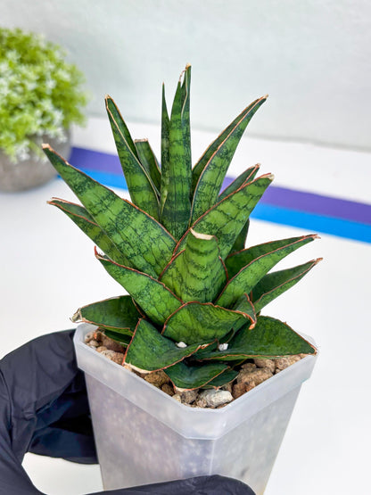 Sansevieria Asancaya (#H11) | Imported Plants | Rare Hybrid Species