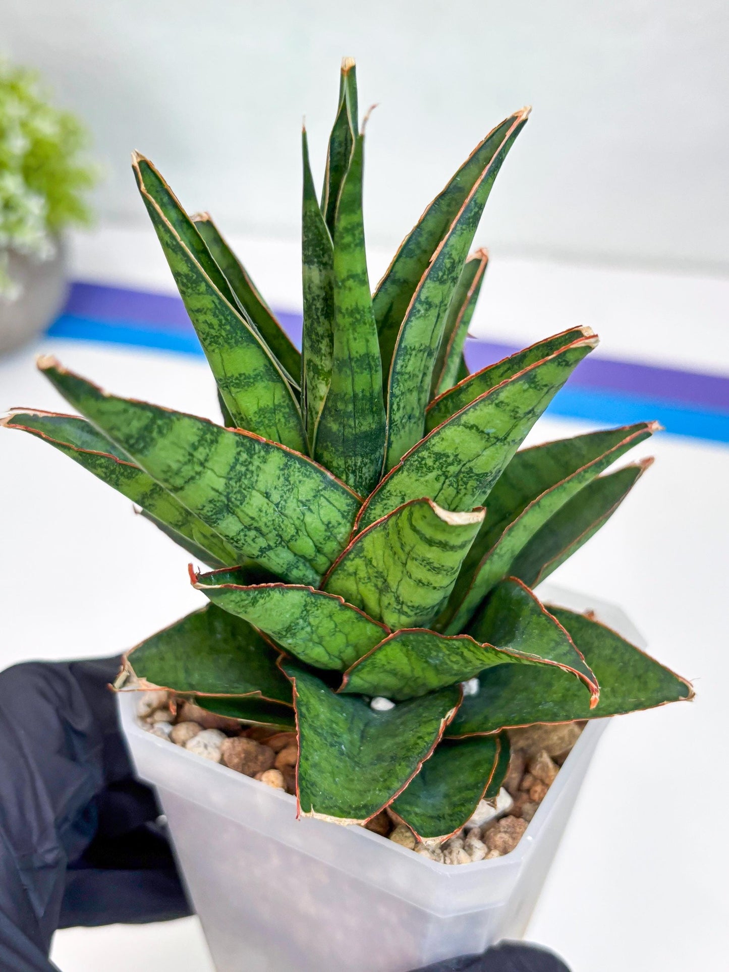 Sansevieria Asancaya (#H11) | Imported Plants | Rare Hybrid Species