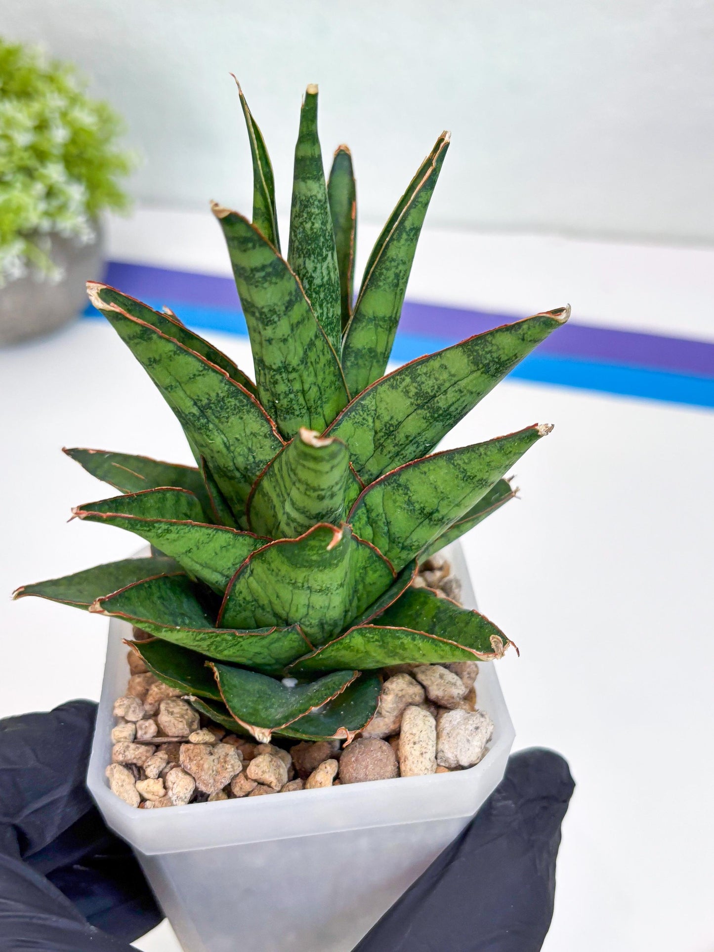 Sansevieria Asancaya (#H11) | Imported Plants | Rare Hybrid Species