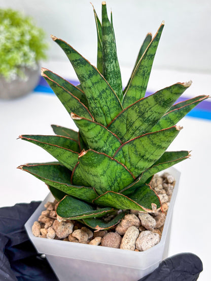 Sansevieria Asancaya (#H11) | Imported Plants | Rare Hybrid Species