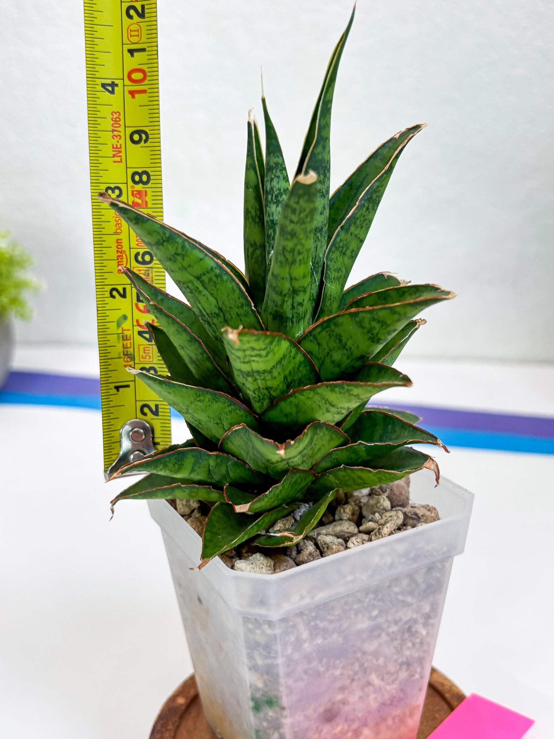 Sansevieria Asancaya (ha10) (p) | Imported Plants