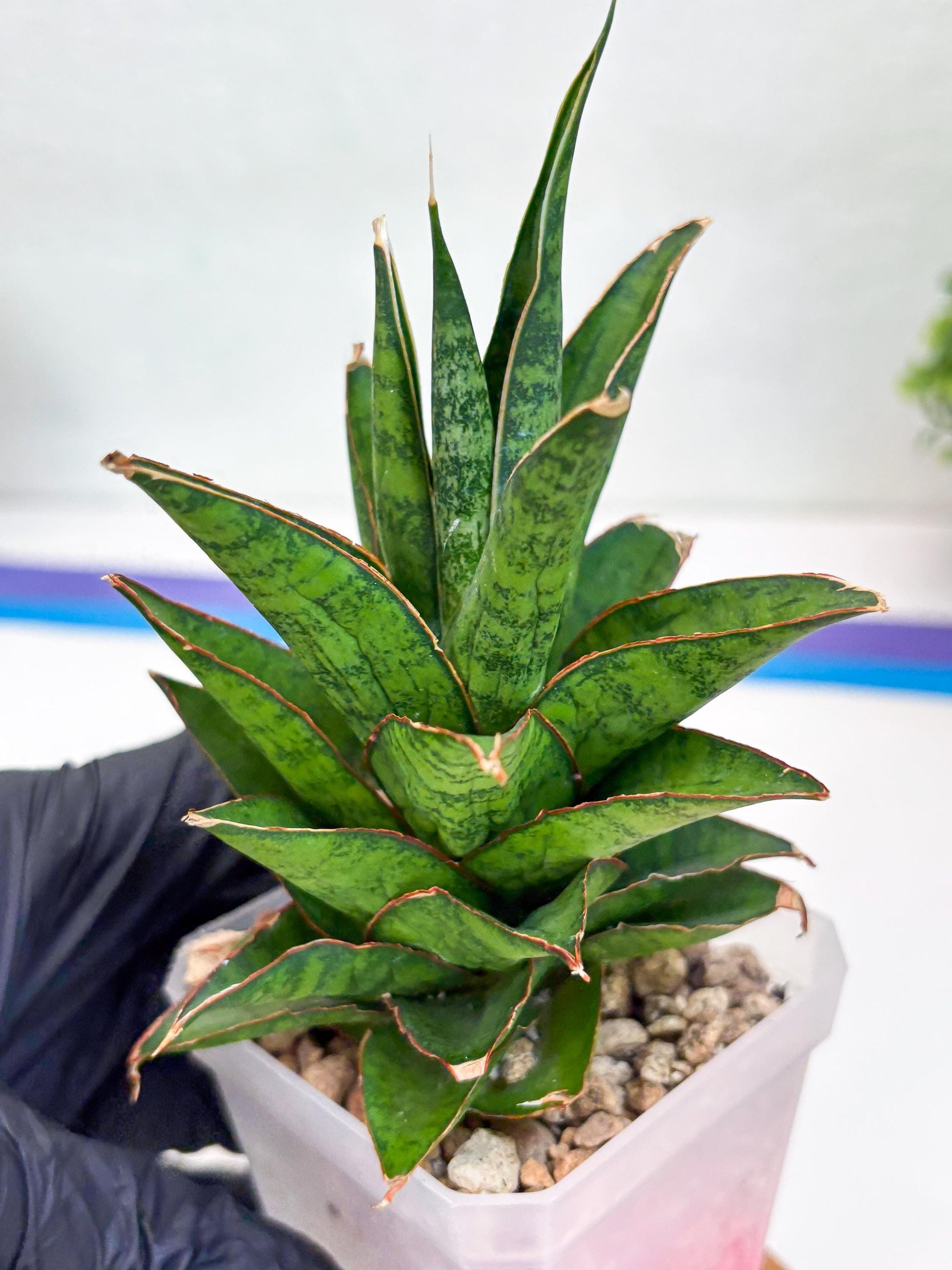 Sansevieria Asancaya (ha10) (p) | Imported Plants