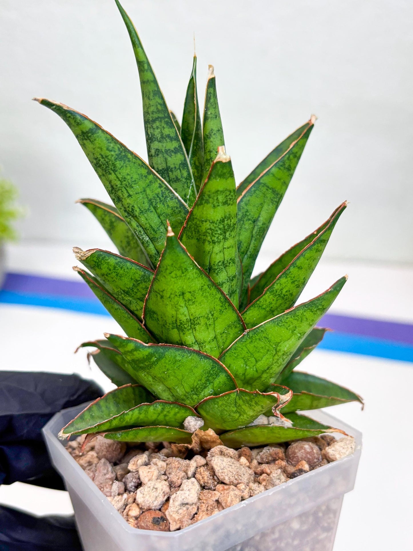 Sansevieria Asancaya (ha10) (p) | Imported Plants