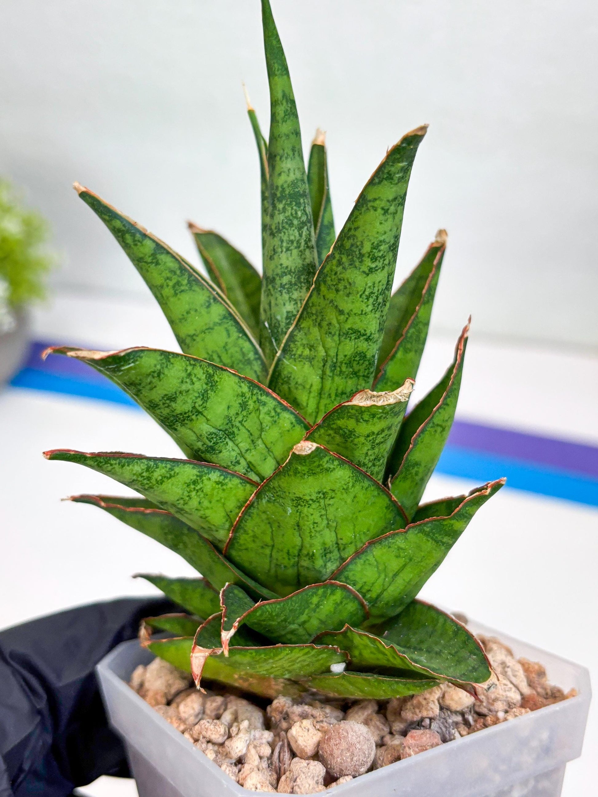 Sansevieria Asancaya (ha10) (p) | Imported Plants