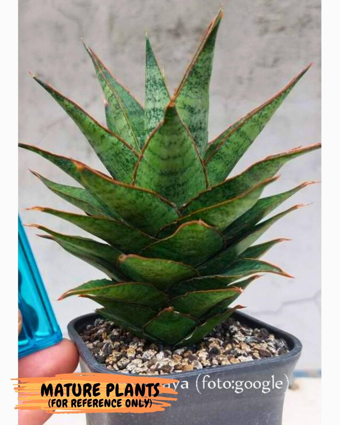 Sansevieria Asancaya (ha10) (b) | Imported Plants