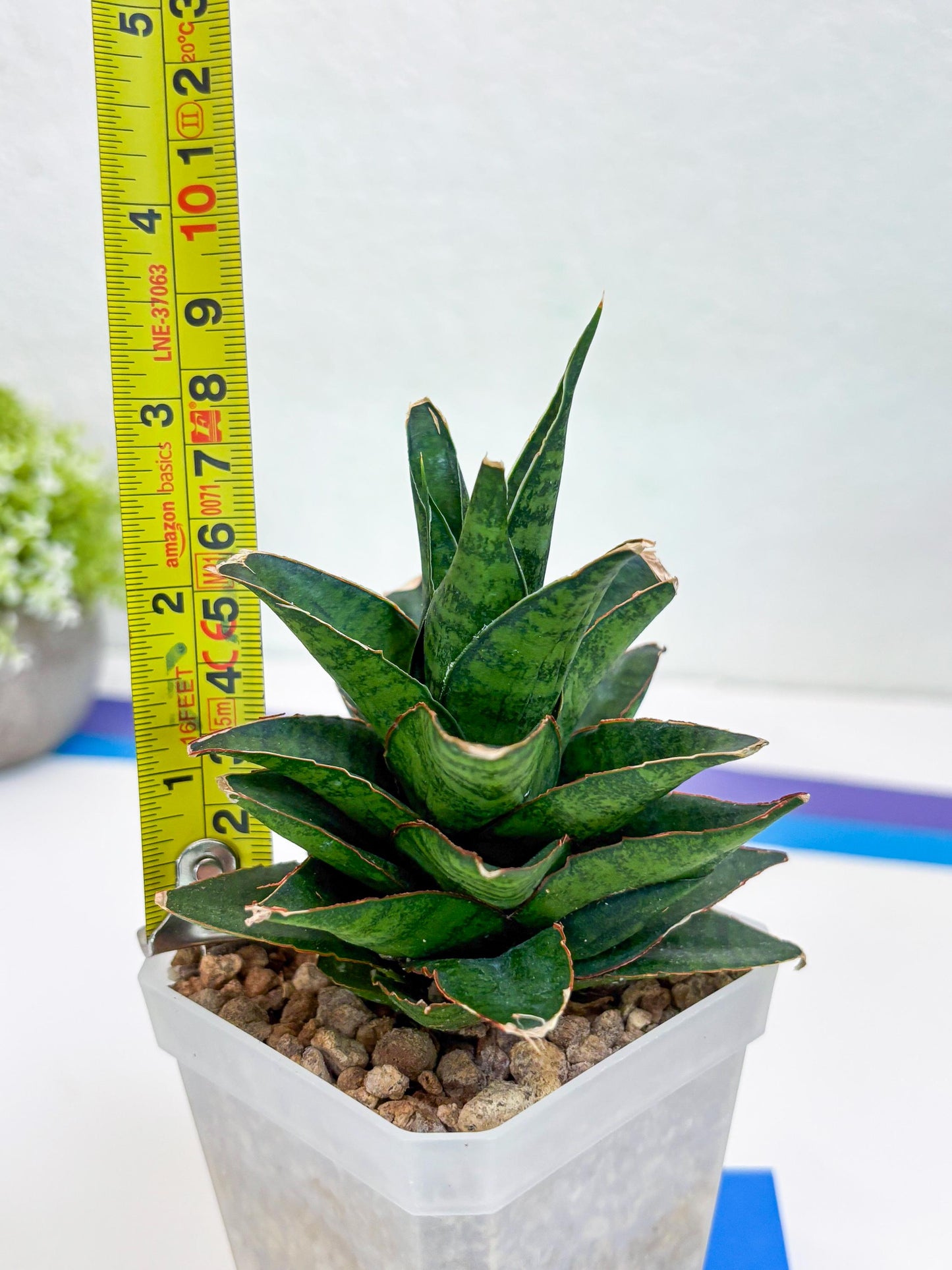 Sansevieria Asancaya (ha10) (b) | Imported Plants