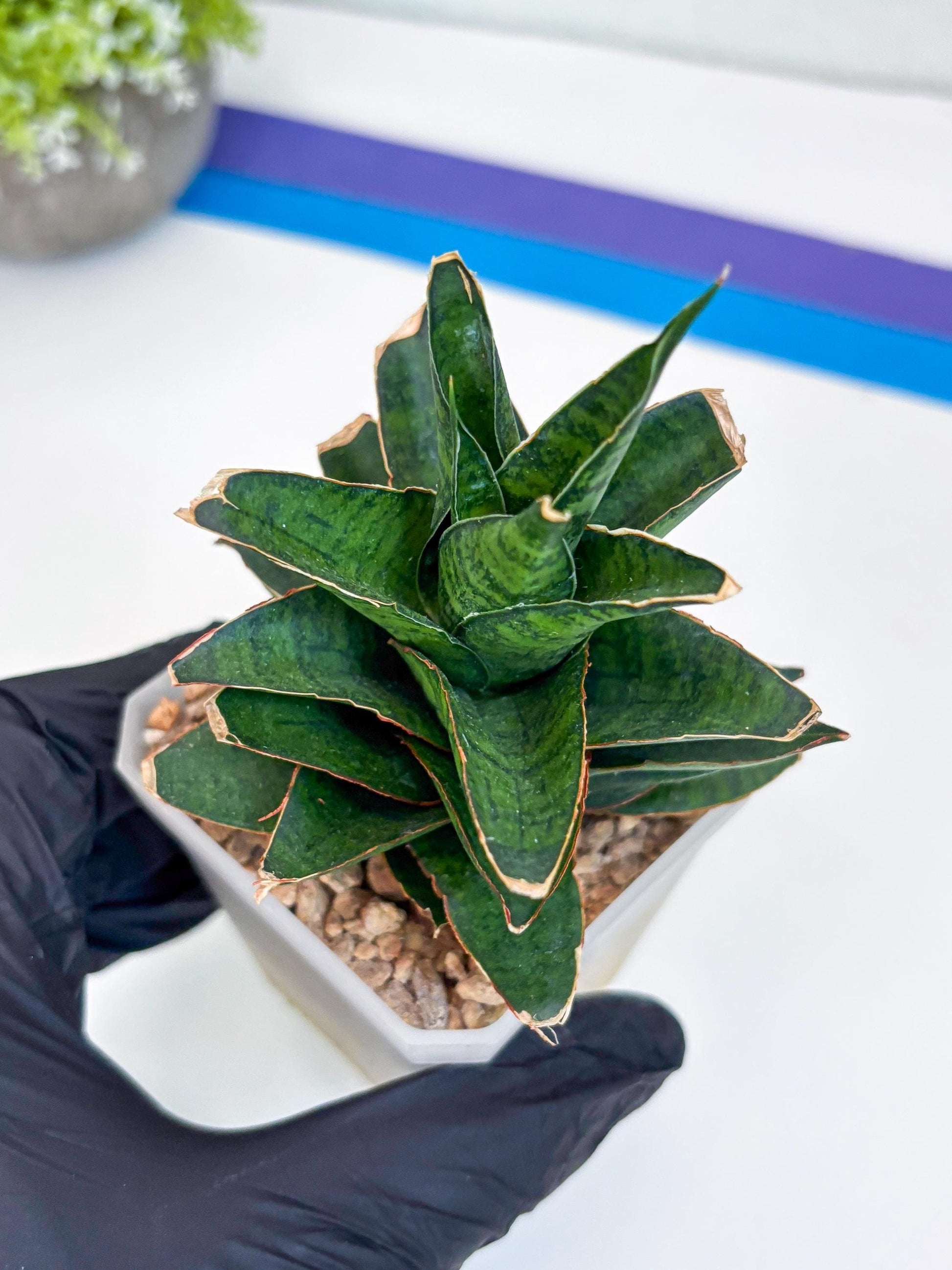 Sansevieria Asancaya (ha10) (b) | Imported Plants