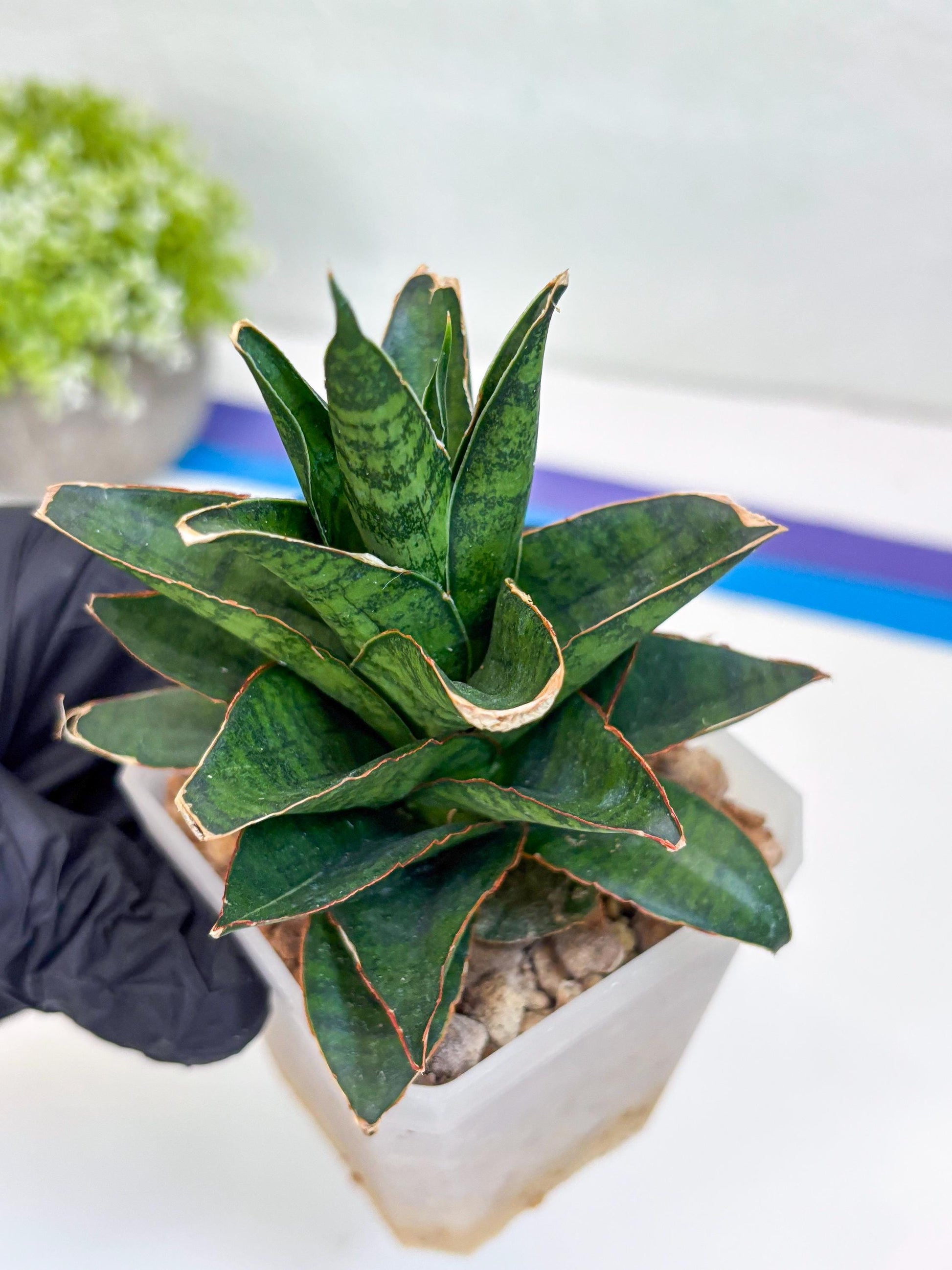 Sansevieria Asancaya (ha10) (b) | Imported Plants