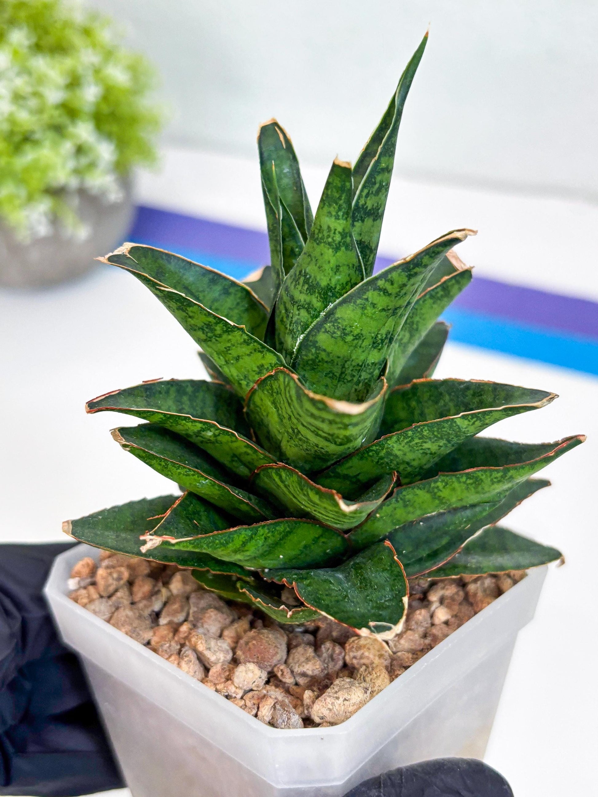 Sansevieria Asancaya (ha10) (b) | Imported Plants