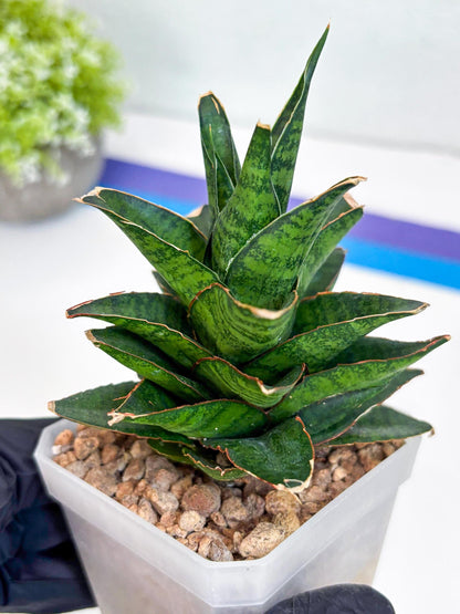 Sansevieria Asancaya (ha10) (b) | Imported Plants