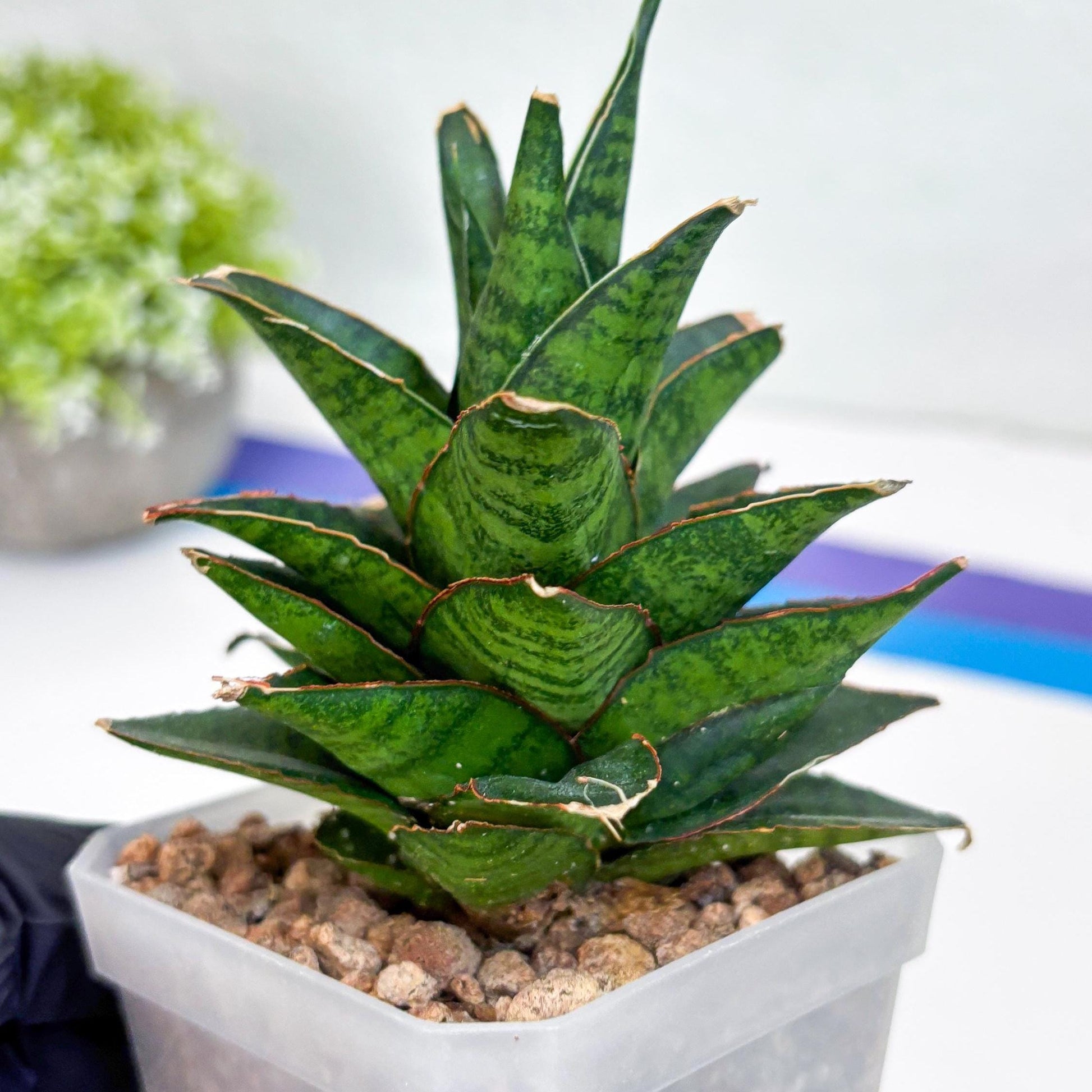 Sansevieria Asancaya (ha10) (b) | Imported Plants