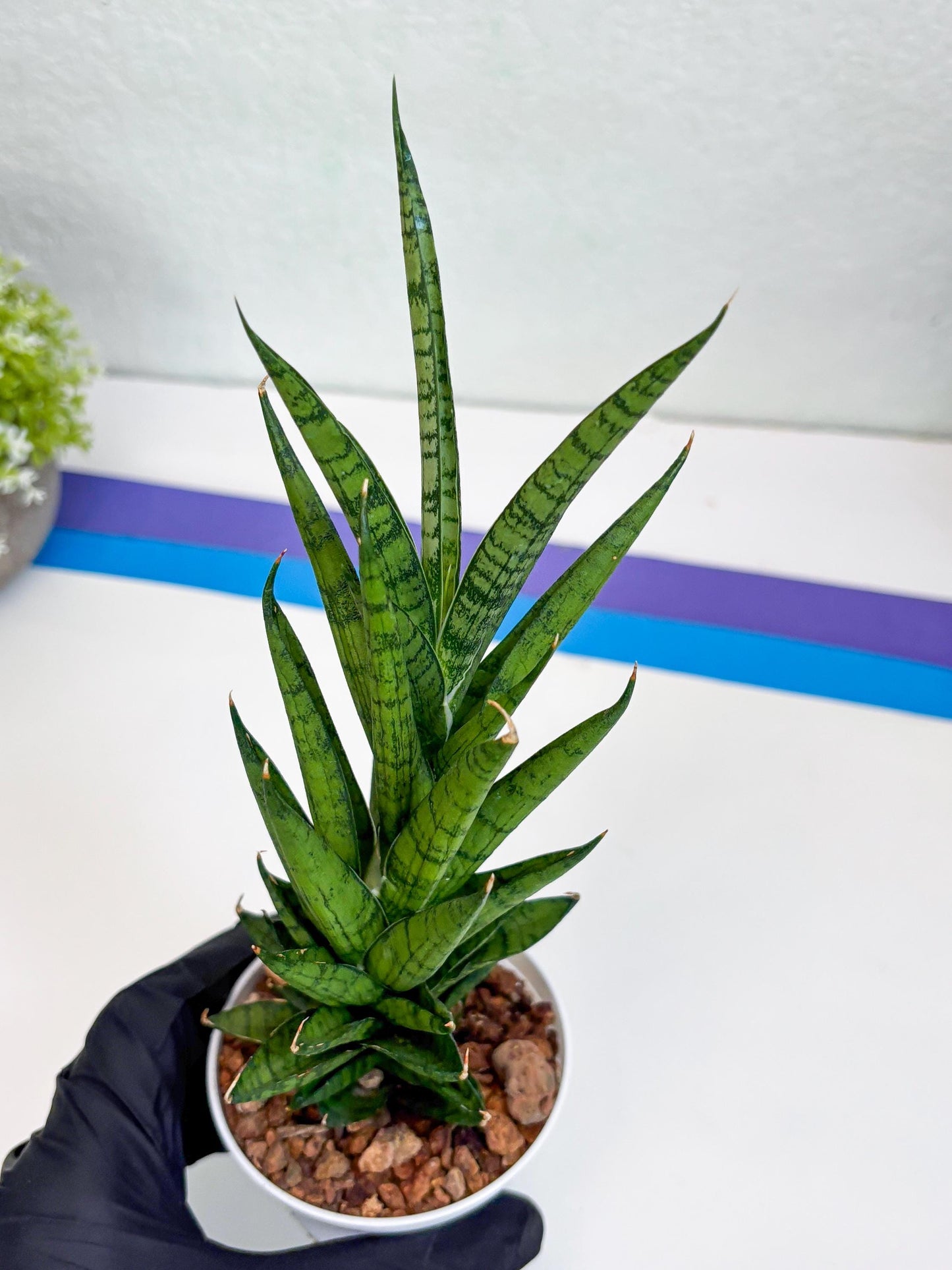 Sansevieria Keshya (#H12) | Imported Plants | Rare Hybrid Species