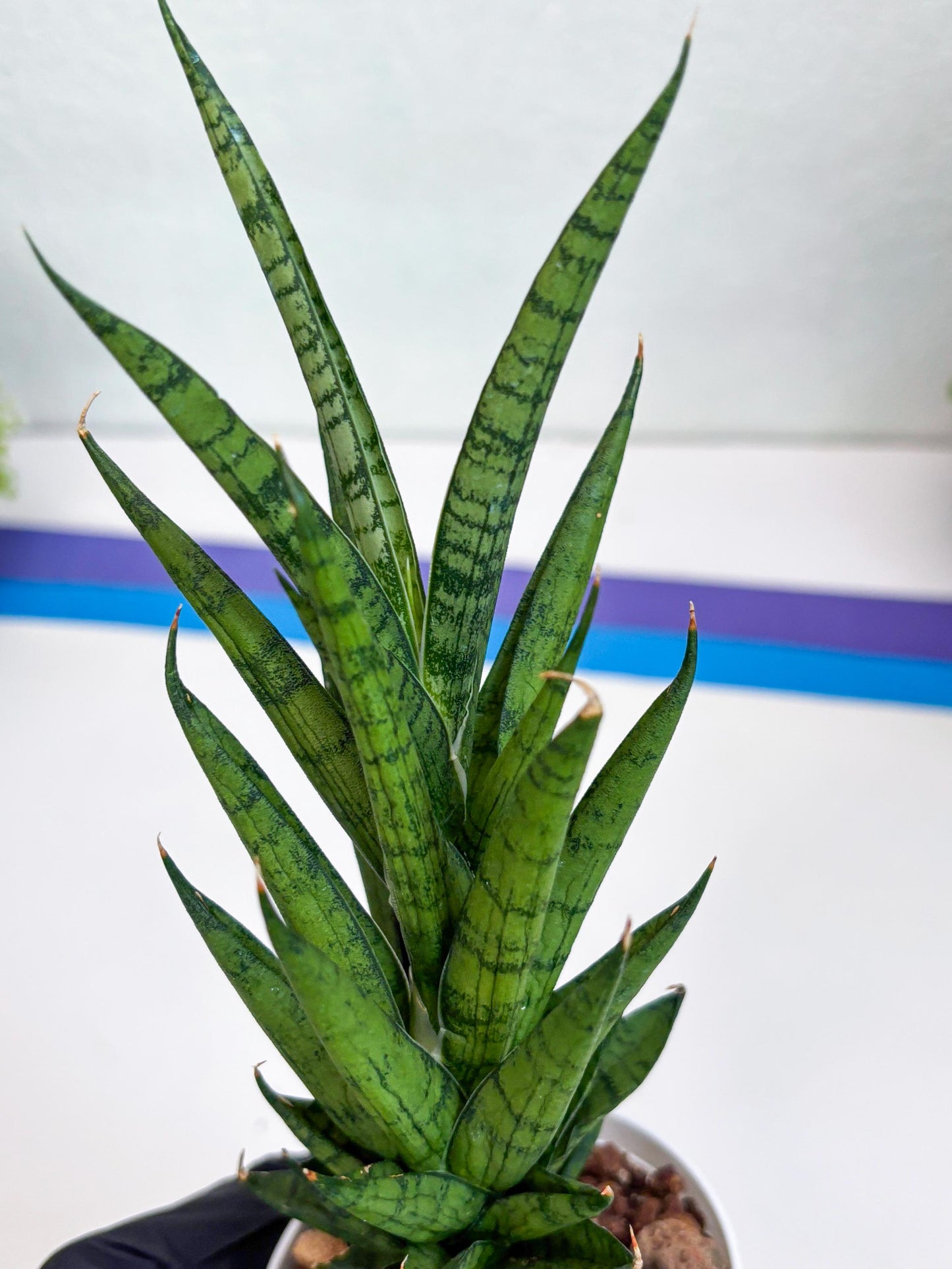 Sansevieria Keshya (#H12) | Imported Plants | Rare Hybrid Species
