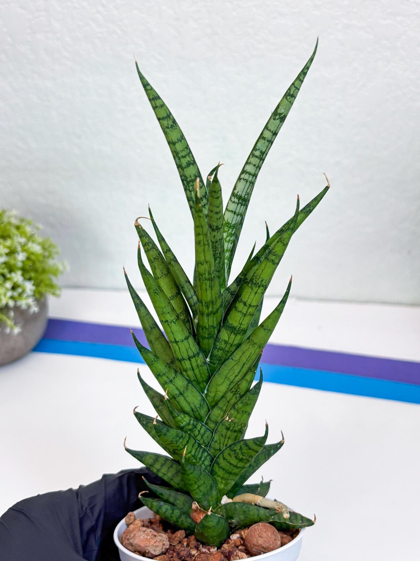 Sansevieria Keshya (#H12) | Imported Plants | Rare Hybrid Species