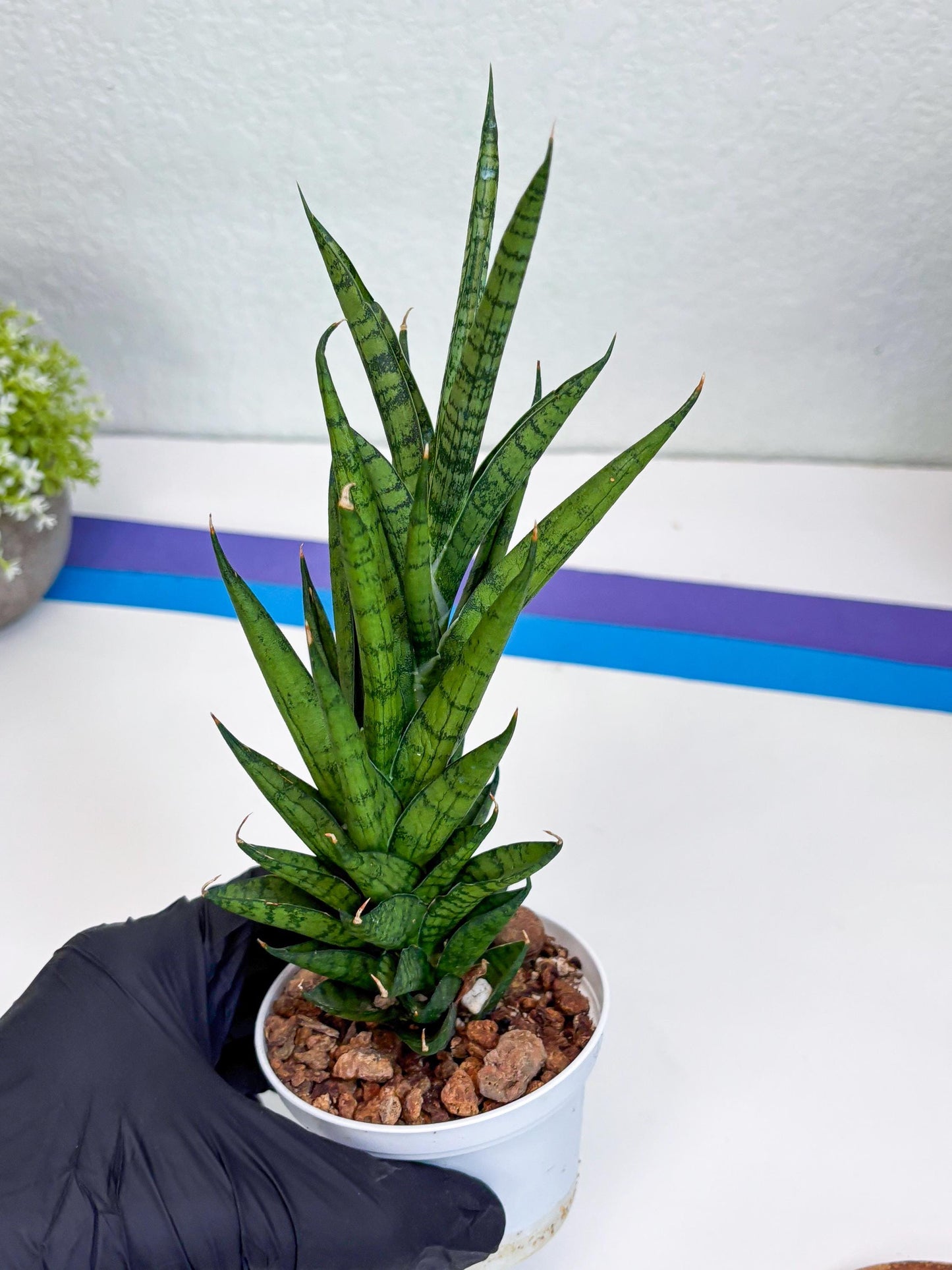 Sansevieria Keshya (#H12) | Imported Plants | Rare Hybrid Species
