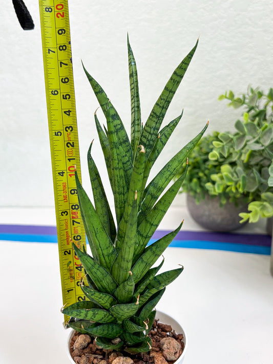 Sansevieria Keshya (#H12) | Imported Plants | Rare Hybrid Species