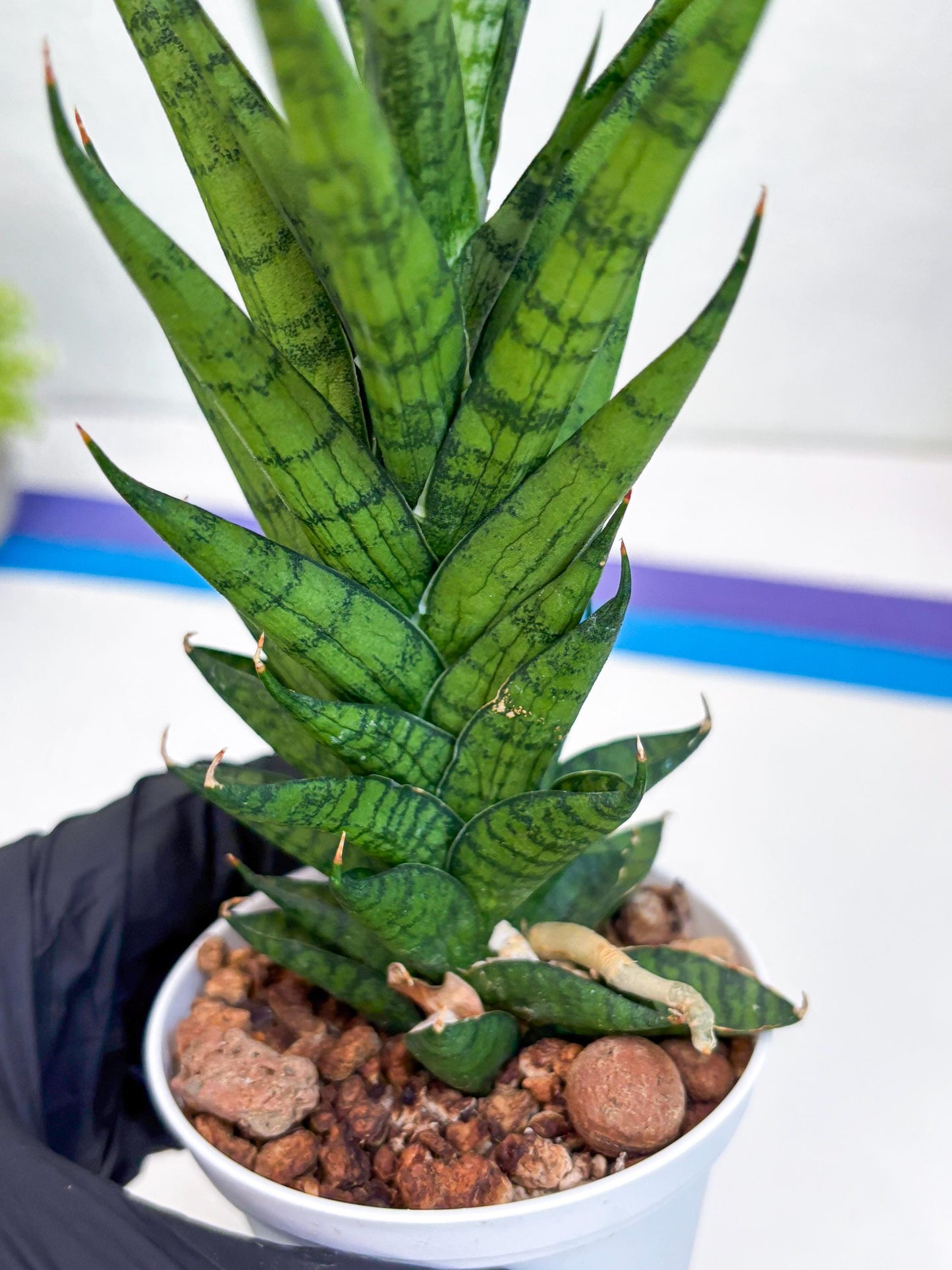 Sansevieria Keshya (#H12) | Imported Plants | Rare Hybrid Species