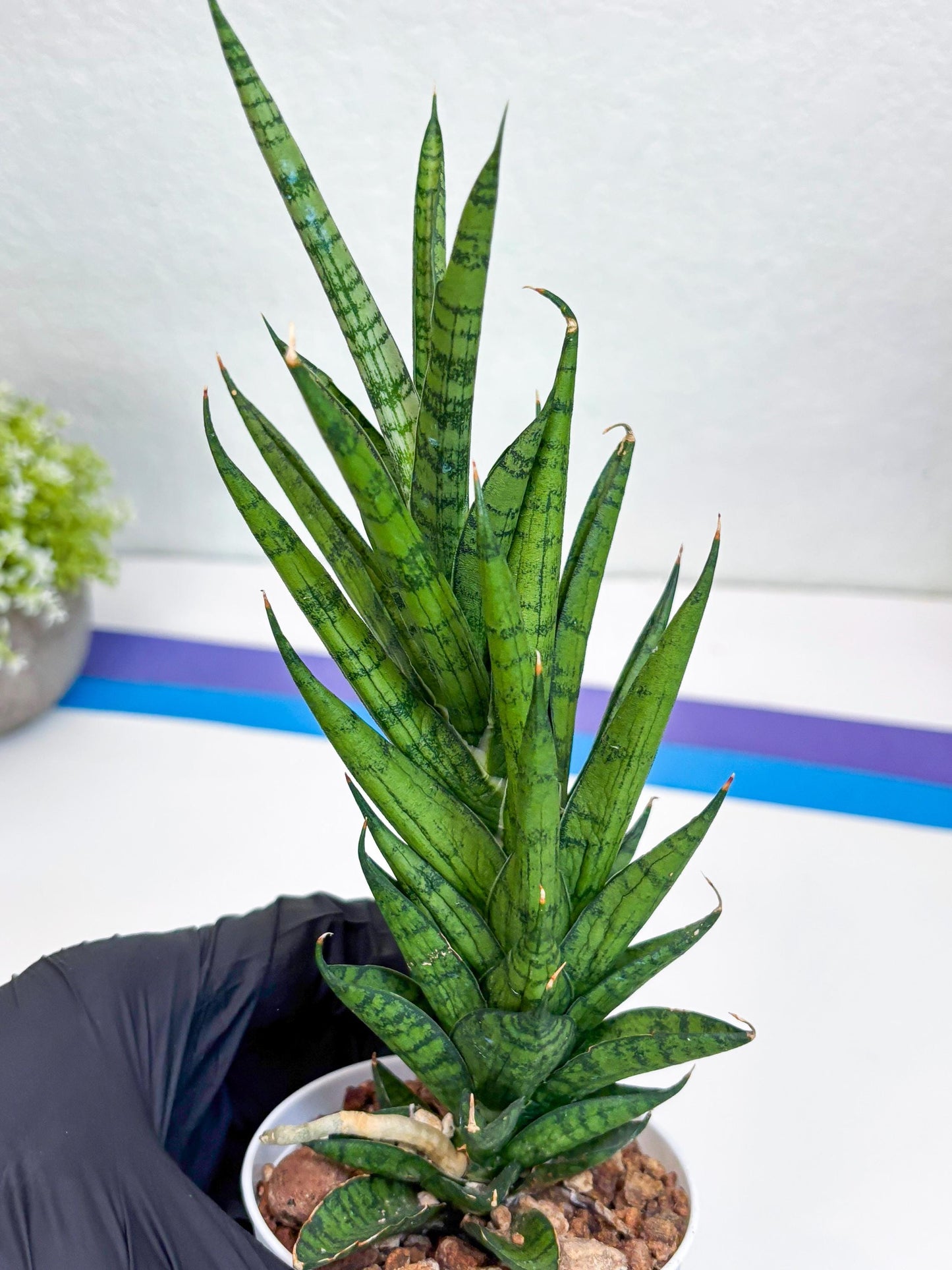 Sansevieria Keshya (#H12) | Imported Plants | Rare Hybrid Species