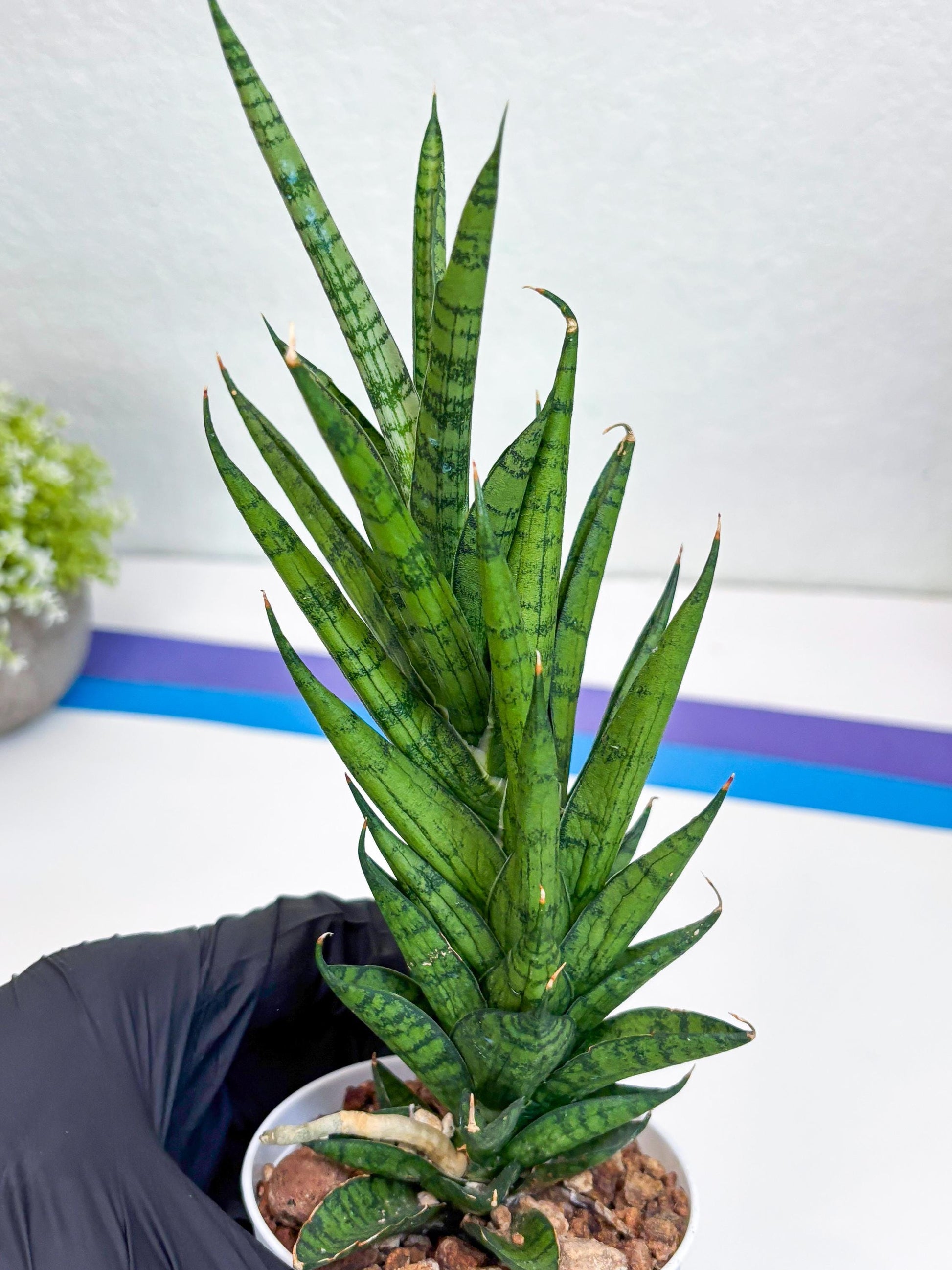 Sansevieria Keshya (#H12) | Imported Plants | Rare Hybrid Species