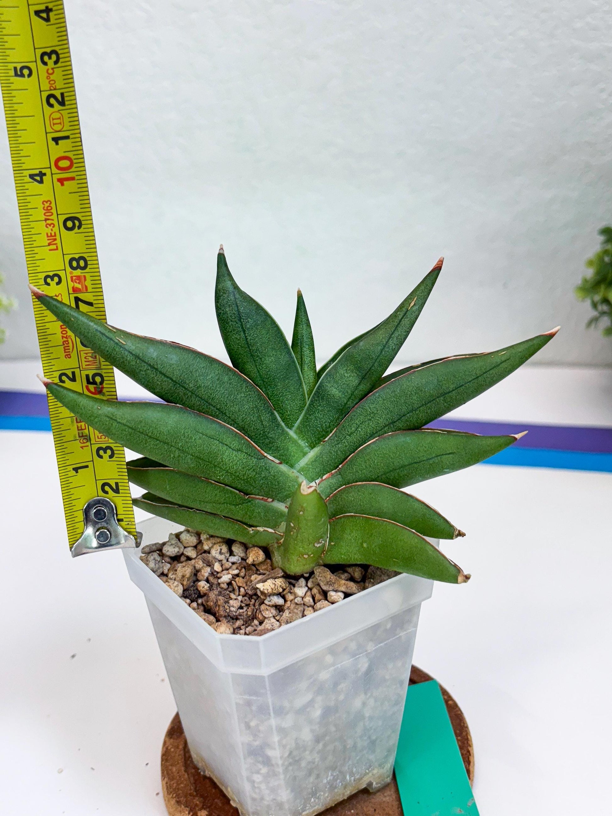Sansevieria Robo (Ha15) (g) | Rare Hybrid Species