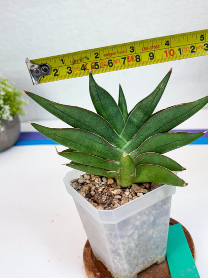 Sansevieria Robo (#H15) | Imported Plants | Rare Hybrid Species