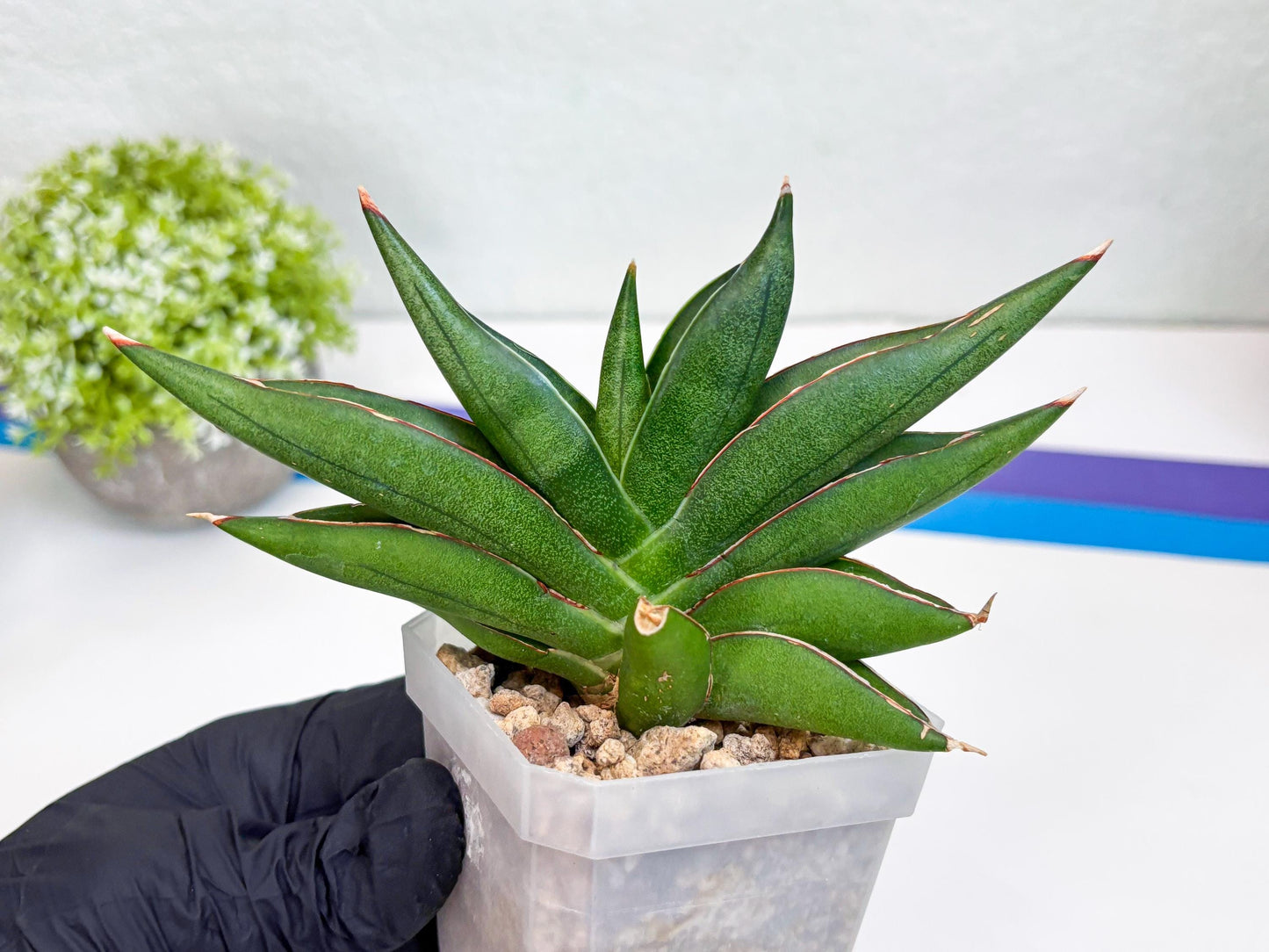 Sansevieria Robo (#H15) | Imported Plants | Rare Hybrid Species