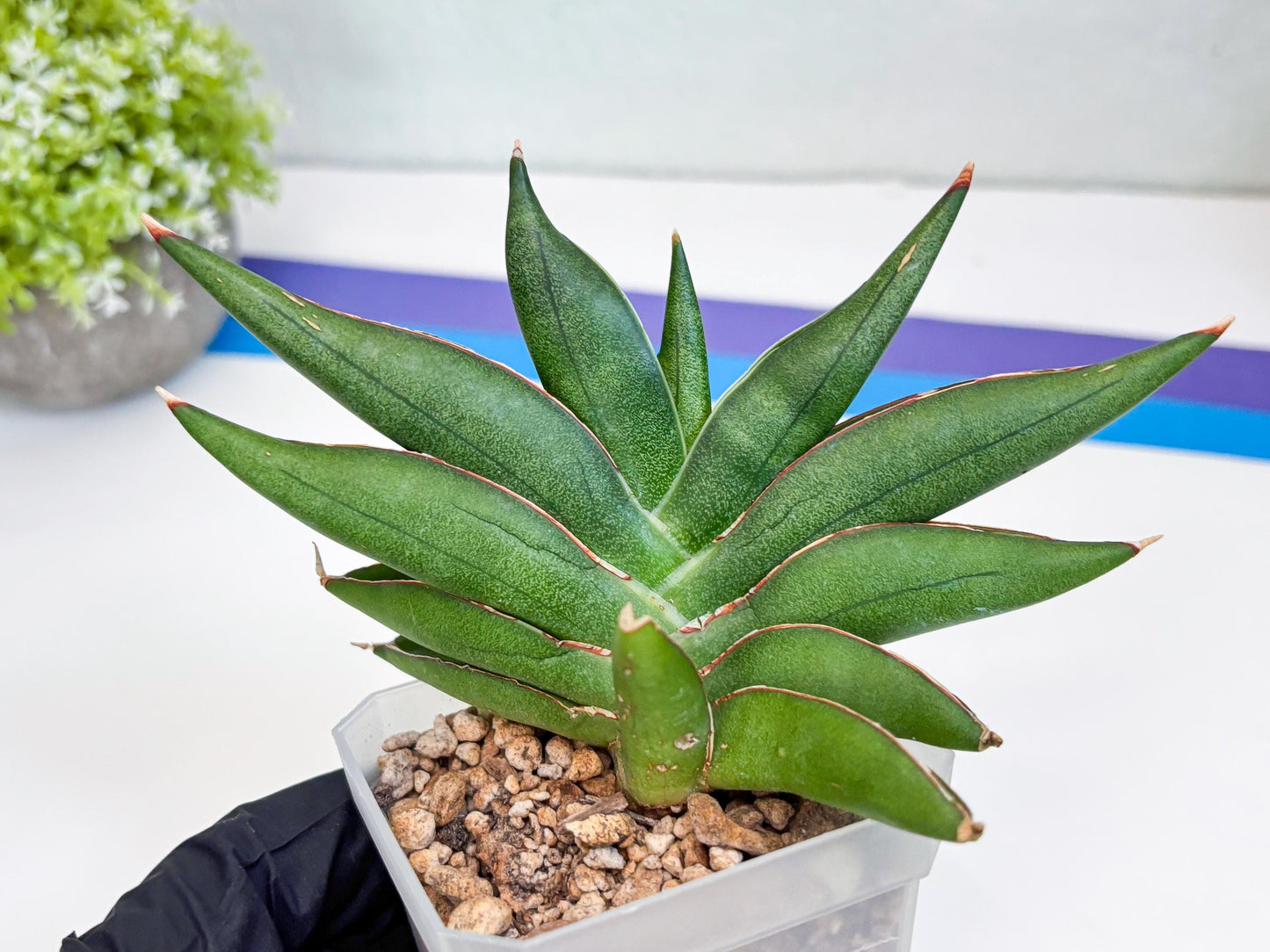 Sansevieria Robo (#H15) | Imported Plants | Rare Hybrid Species