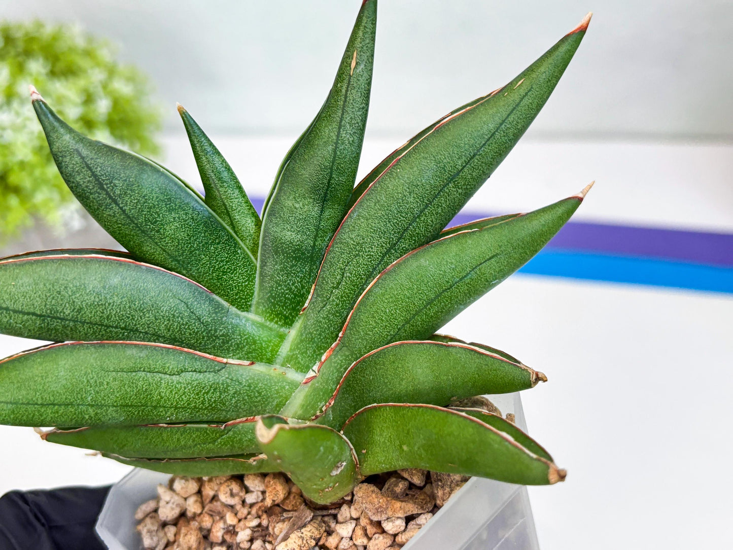 Sansevieria Robo (#H15) | Imported Plants | Rare Hybrid Species