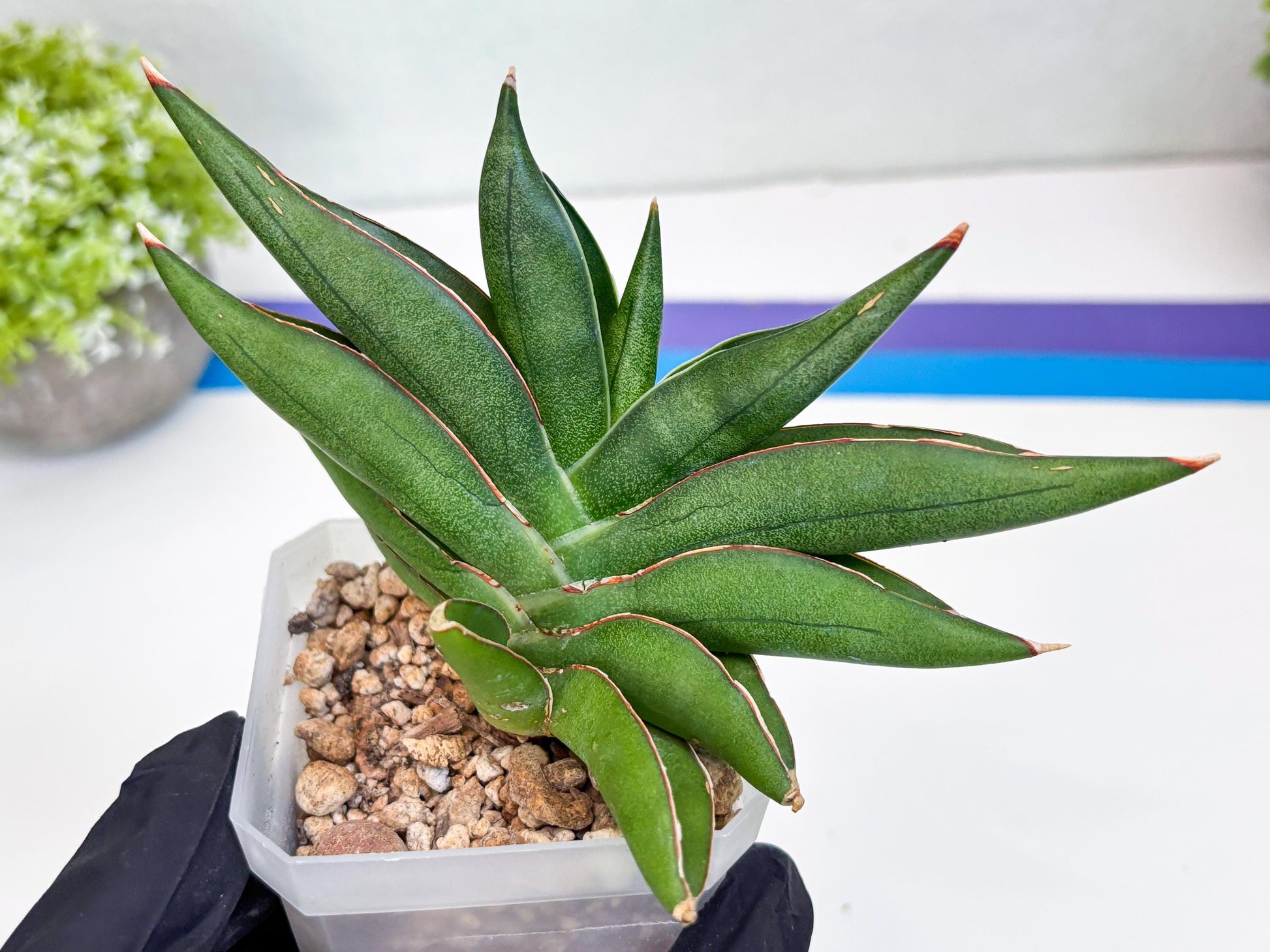 Sansevieria Robo (#H15) | Imported Plants | Rare Hybrid Species
