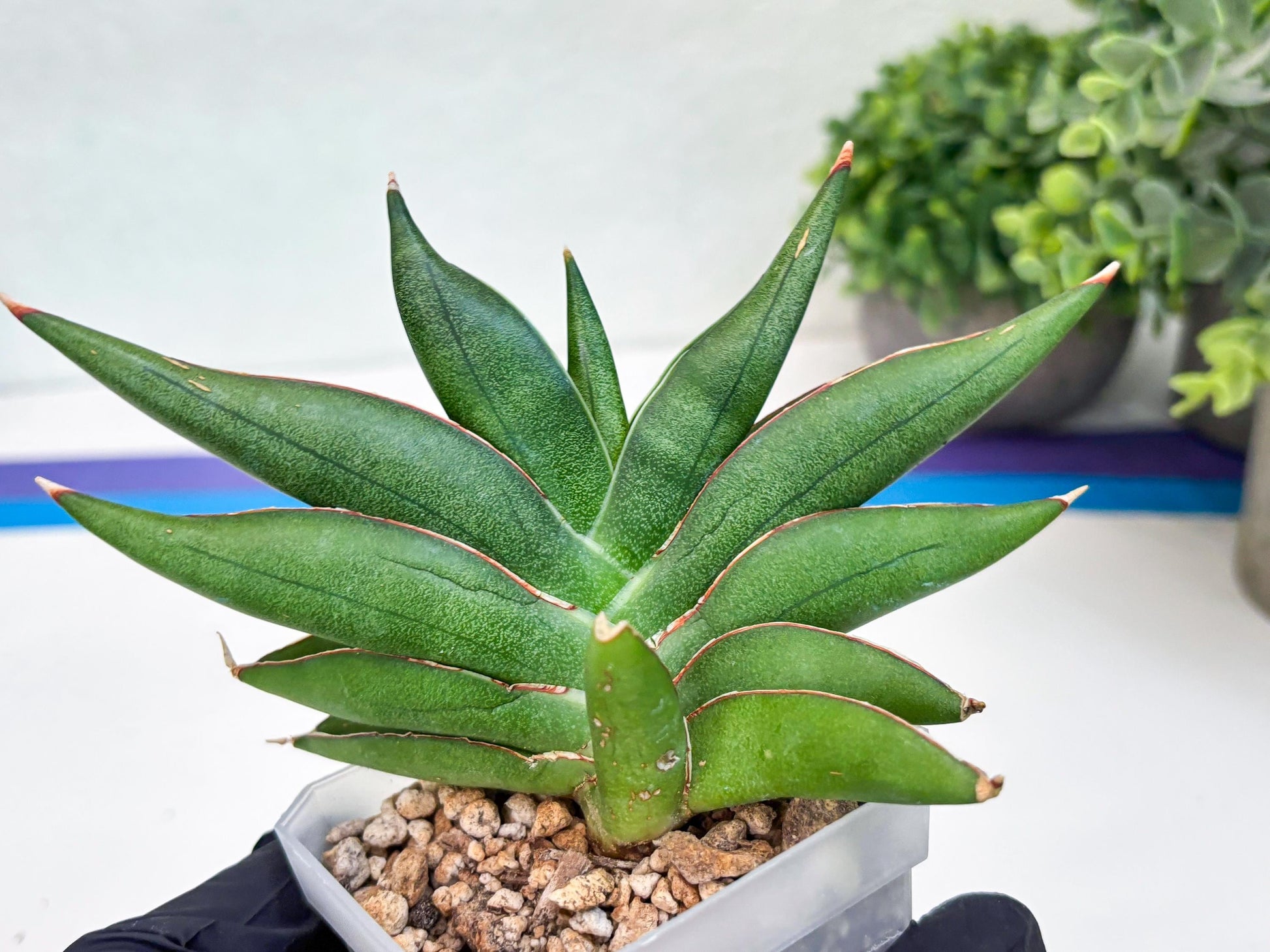 Sansevieria Robo (#H15) | Imported Plants | Rare Hybrid Species