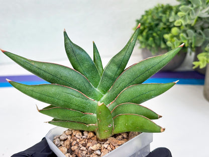 Sansevieria Robo (#H15) | Imported Plants | Rare Hybrid Species