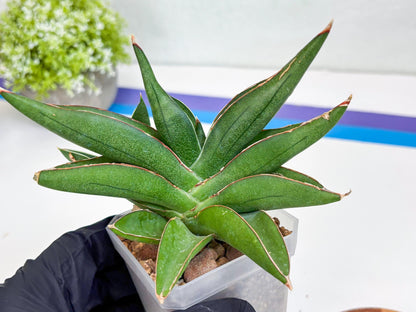 Sansevieria Robo (Ha15) (b) | Rare Hybrid Species