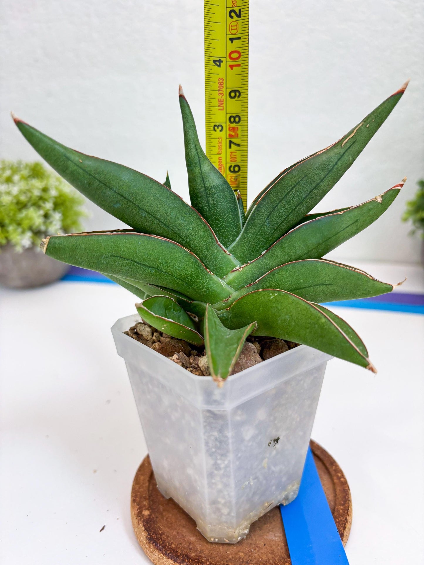 Sansevieria Robo (Ha15) (b) | Rare Hybrid Species