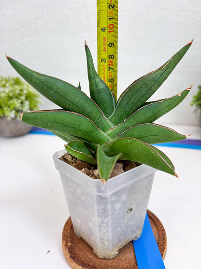 Sansevieria Robo (Ha15) (b) | Rare Hybrid Species