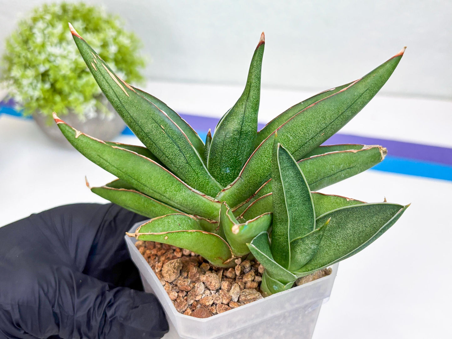Sansevieria Robo (Ha15) (b) | Rare Hybrid Species