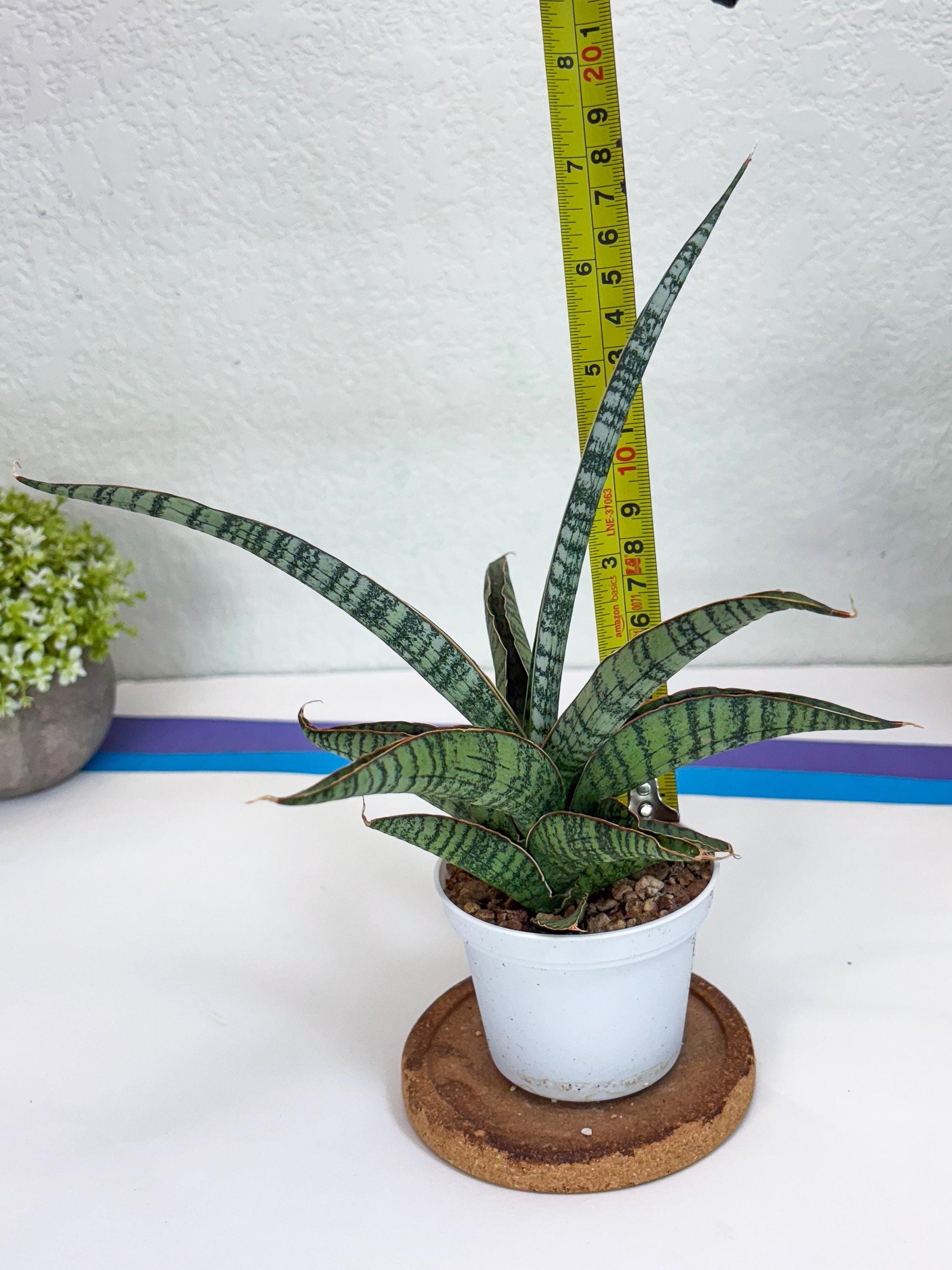 Sansevieria Silver Mottled (H16) | Imported Snake Plants