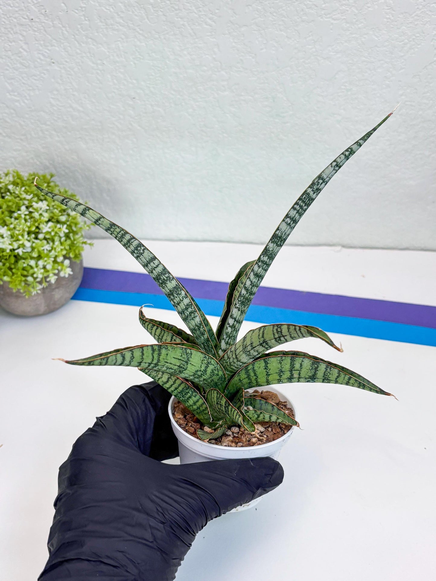 Sansevieria Silver Mottled (H16) | Imported Snake Plants