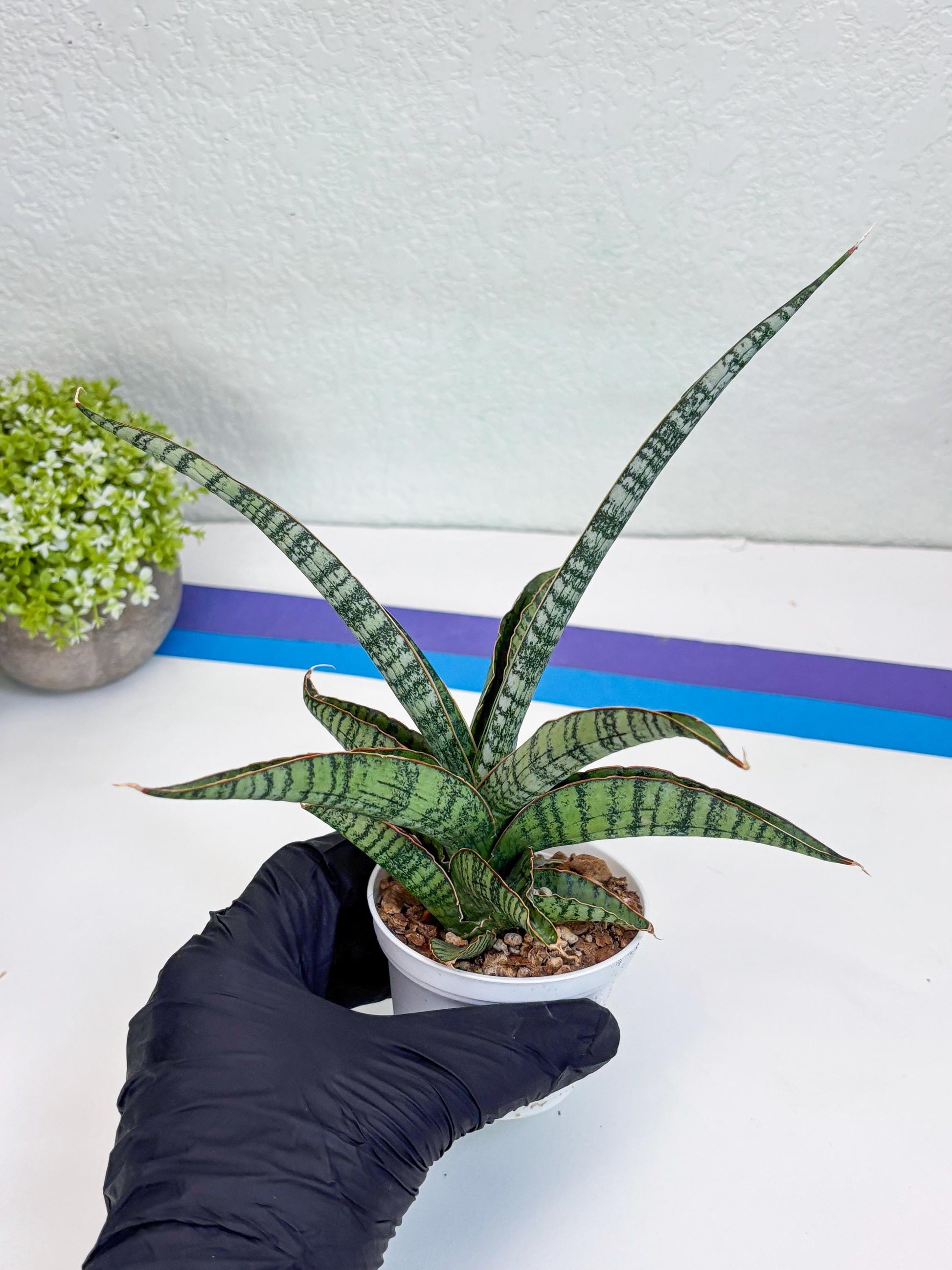 Sansevieria Silver Mottled (H16) | Imported Snake Plants