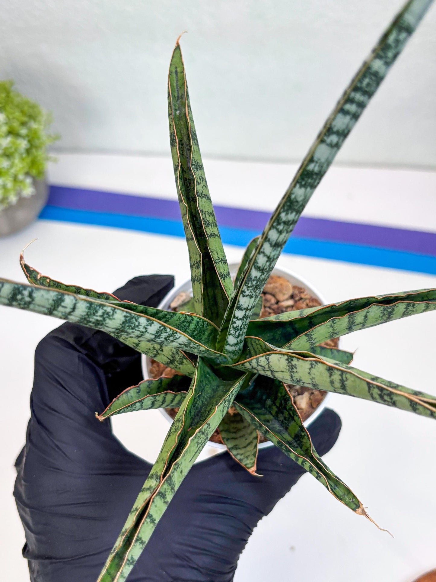 Sansevieria Silver Mottled (H16) | Imported Snake Plants