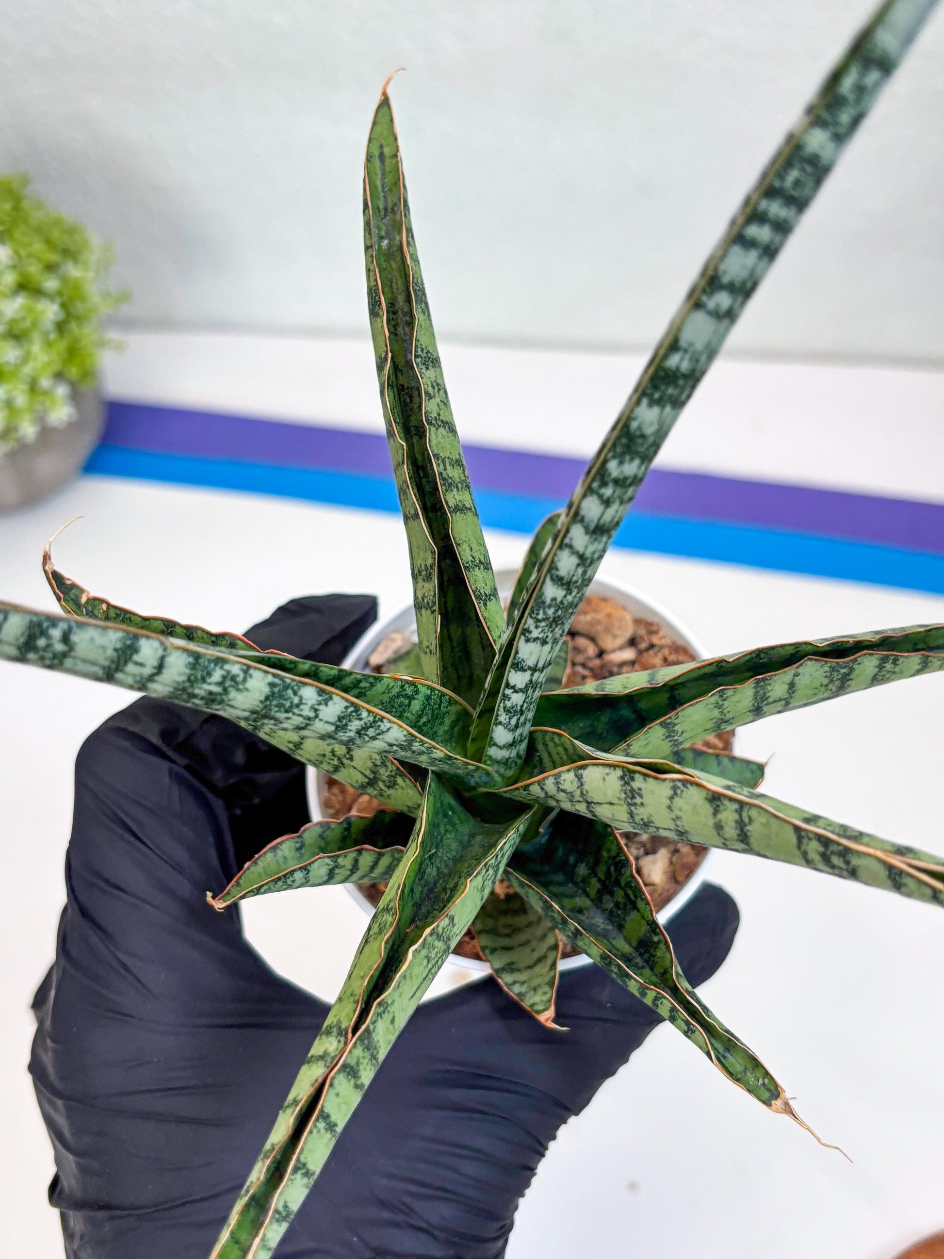 Sansevieria Silver Mottled (H16) | Imported Snake Plants