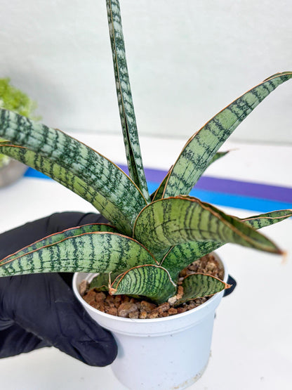 Sansevieria Silver Mottled (H16) | Imported Snake Plants