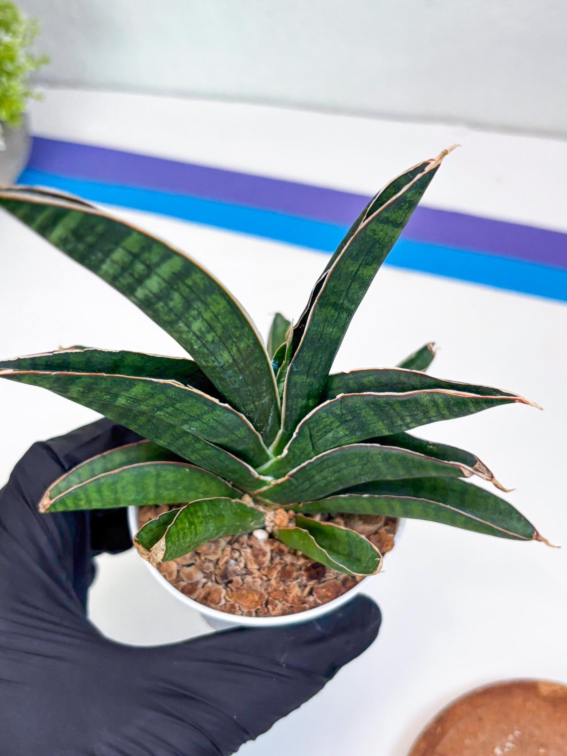 Sansevieria Argopuro (H17) | Invest in joy—start with a rare plant.