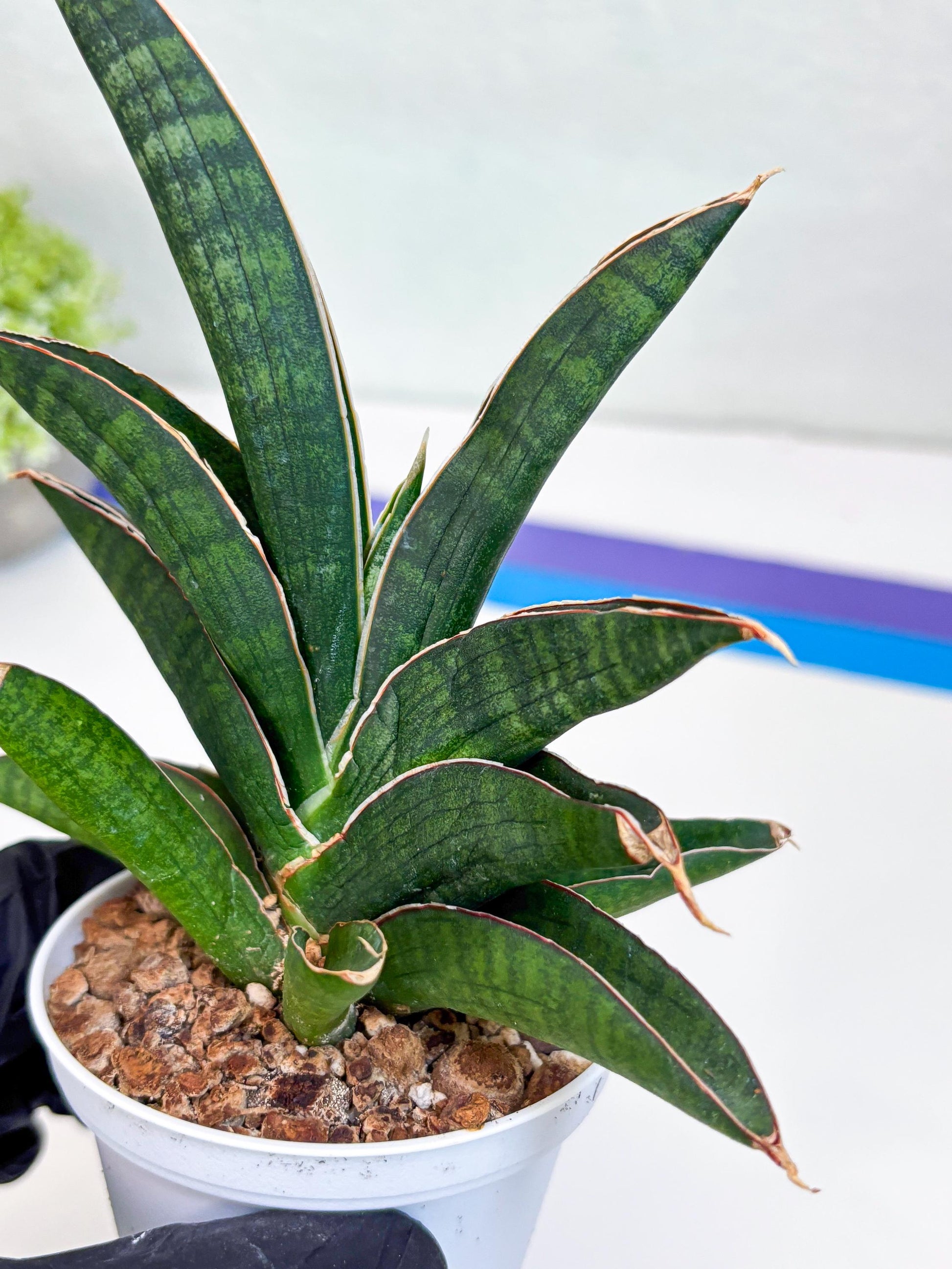 Sansevieria Argopuro (H17) | Invest in joy—start with a rare plant.