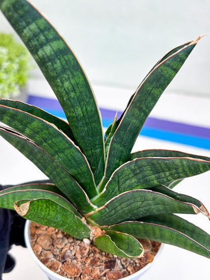 Sansevieria Argopuro (H17) | Invest in joy—start with a rare plant.