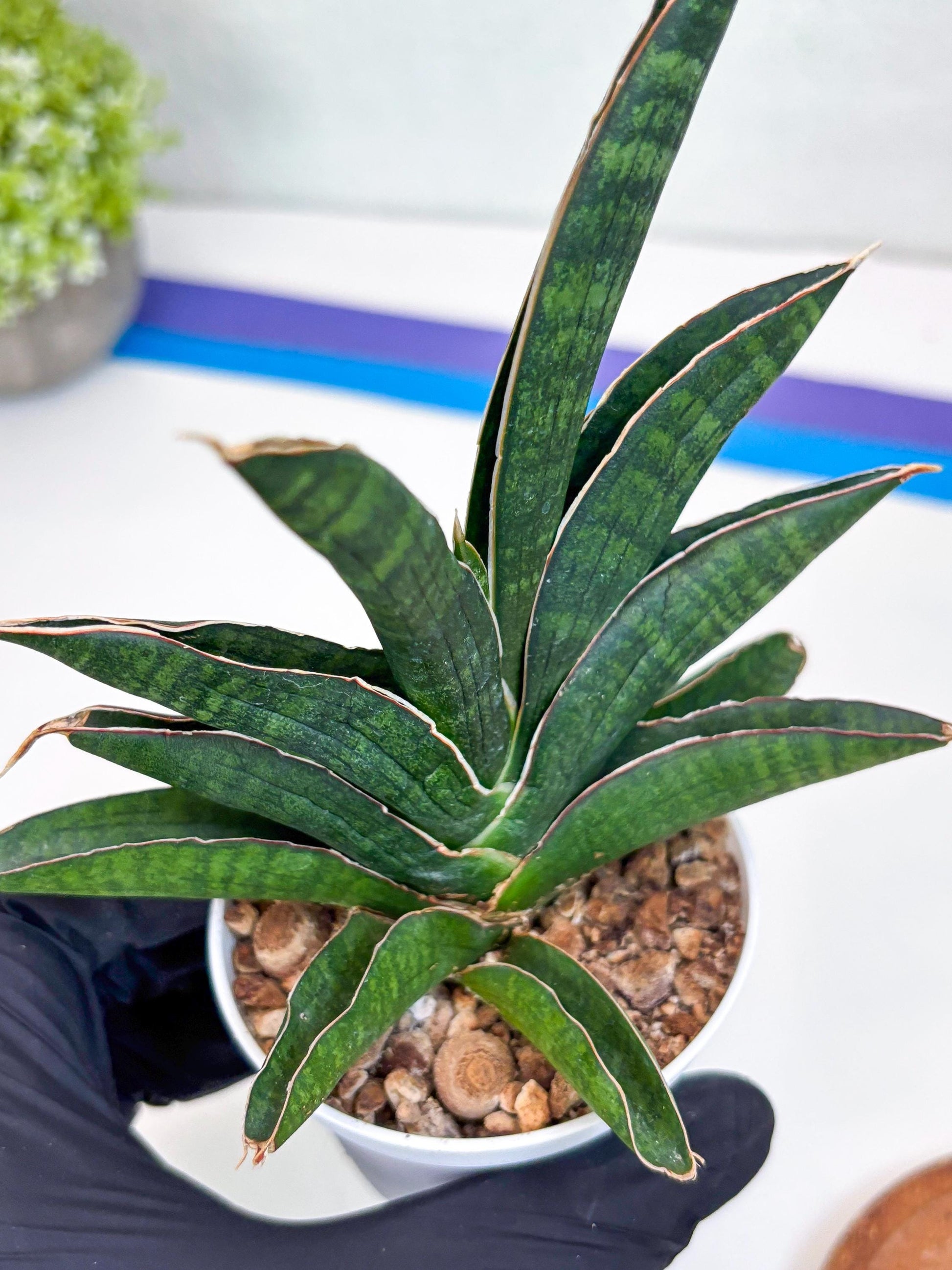 Sansevieria Argopuro (H17) | Invest in joy—start with a rare plant.