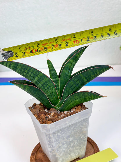 Sansevieria Argopuro (Ha17) (y) | Imported Plant