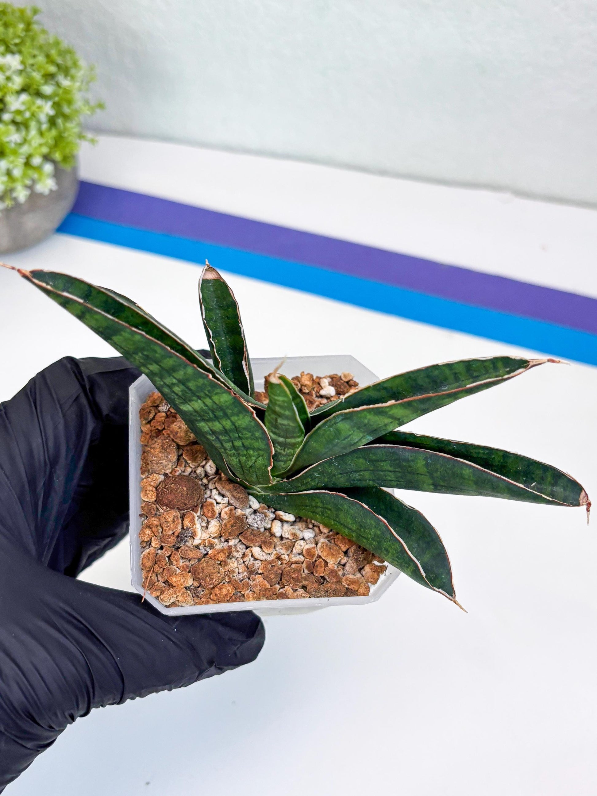 Sansevieria Argopuro (Ha17) (y) | Imported Plant