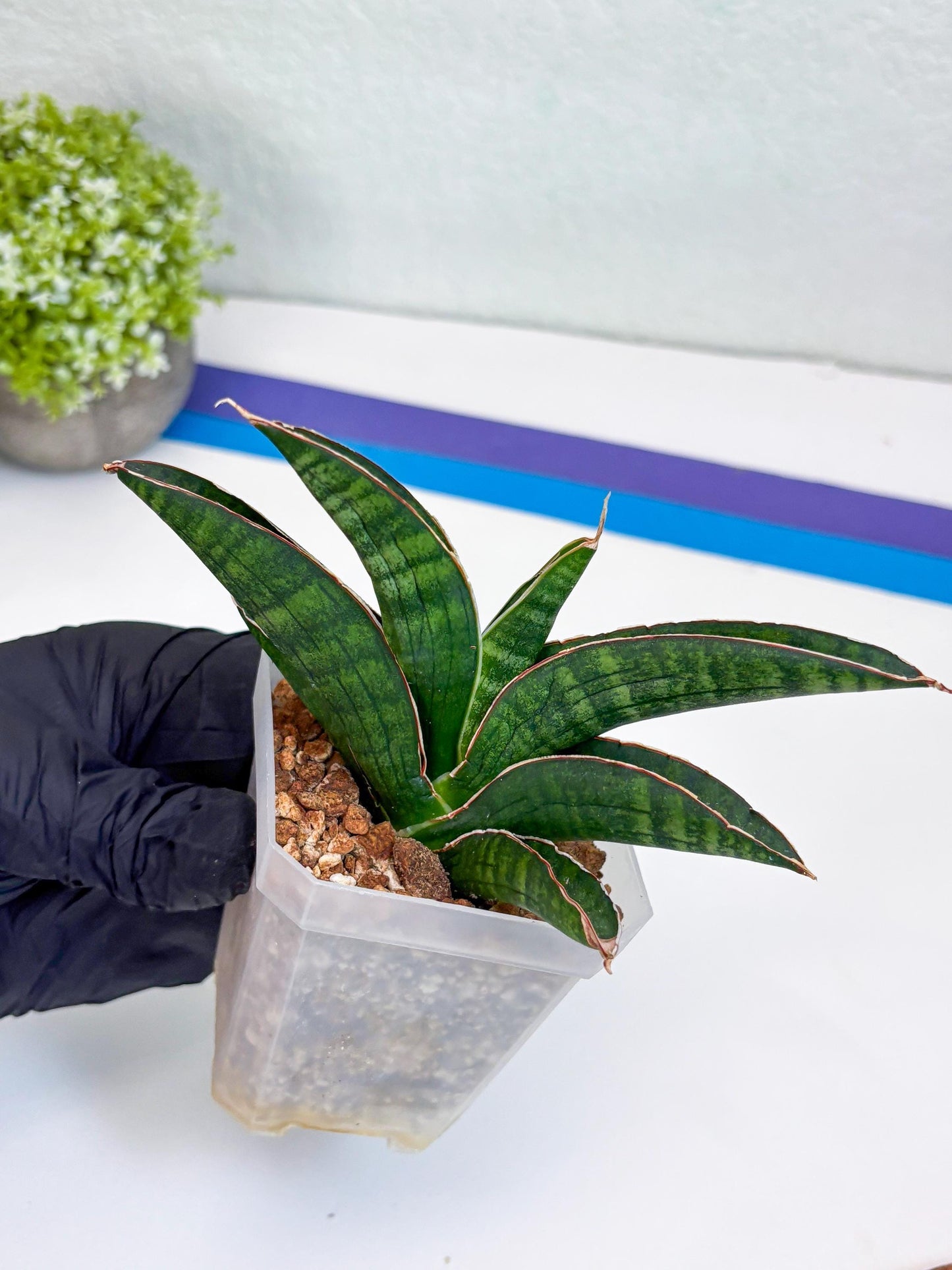 Sansevieria Argopuro (Ha17) (y) | Imported Plant