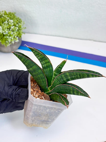 Sansevieria Argopuro (Ha17) (y) | Imported Plant