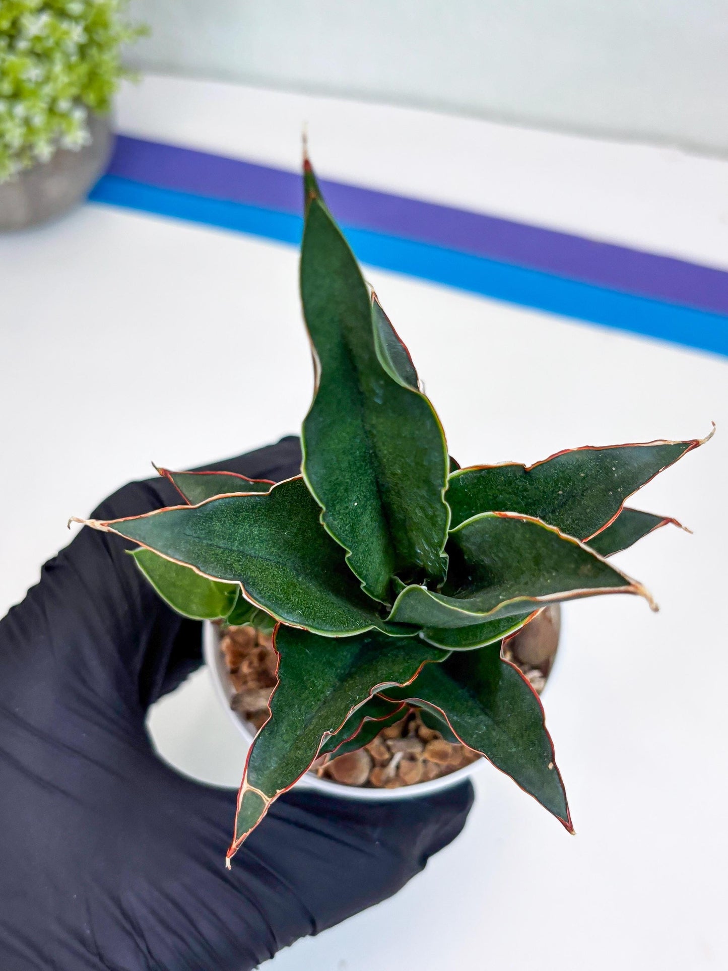 Sansevieria Marlena (H18) | Imported Plants | Rare Hybrid Species